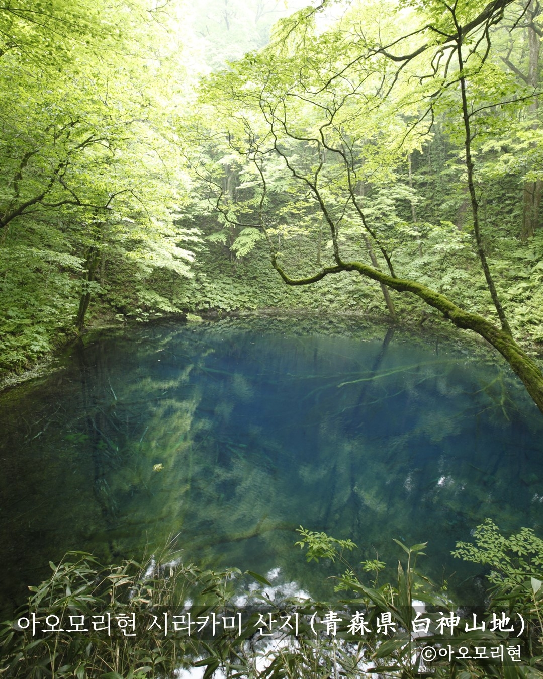 아오모리현 소개 인스타그램 콘텐츠