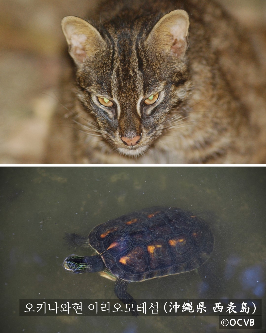 오키나화현 소개 인스타그램 콘텐츠